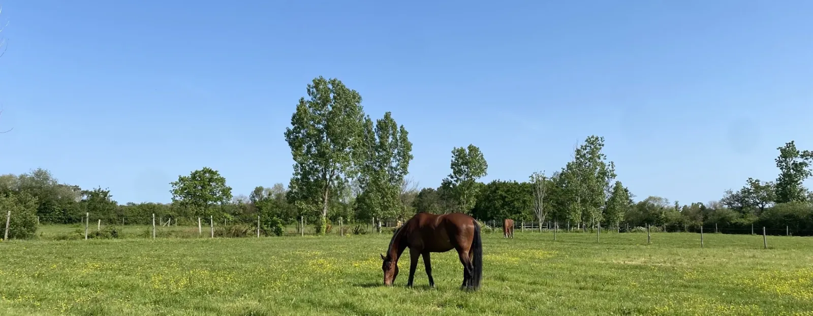 Gîtes 4 étoiles avec piscine privée et chevaux en Vendée